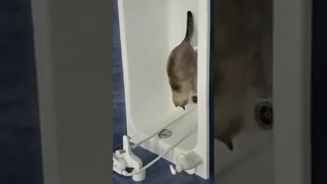 Любого кота можно приучить к воде!!! ?????☔ смотреть онлайн