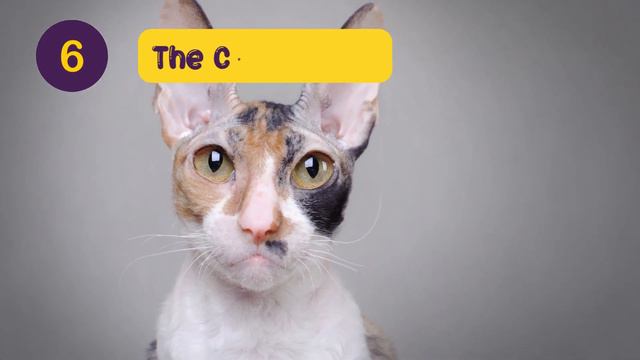 Hypoallergenic Cats - 10 Cat Breeds that Don't Shed or Smell смотреть онлайн