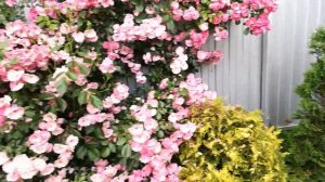 13.06.2020. Розы Жасмина, Ангела и Пьер де Ронсар.