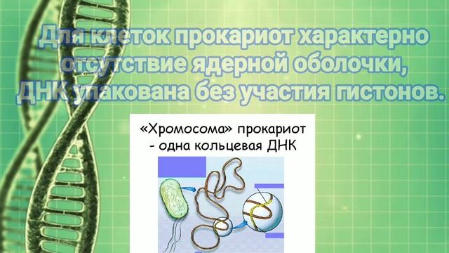 Одноклеточные организмы (2 часть) ПРОКАРИОТЫ смотреть онлайн