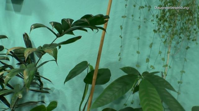 Dschungeltour und das Australische Zitronenblatt, Monstera Thai im Wasser kurzes Update der Zimmerp смотреть онлайн
