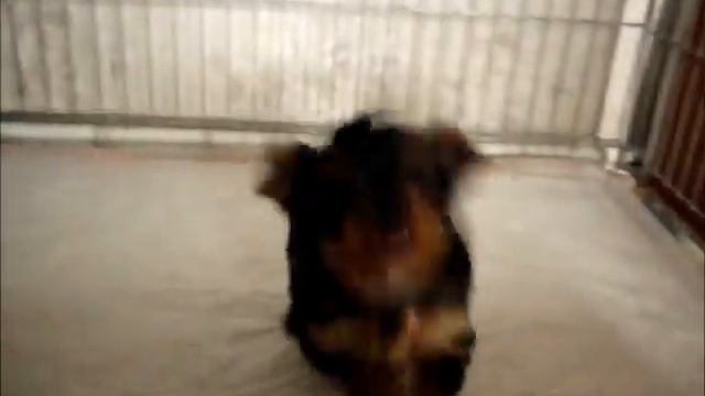 КУБИК и КЛЕОПАТРА (1,5 месяца) смотреть онлайн