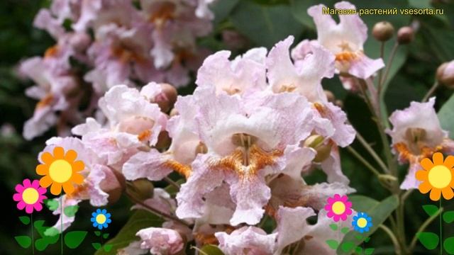Катальпа фаргеза формы Дюкло. Краткий обзор, описание характеристик catalpa fargesii f. duclouxii смотреть онлайн