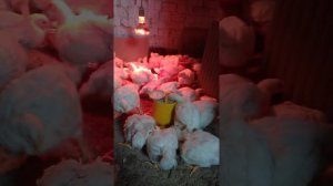 Бройлеры 1 мес.Кальция борглюконат,что бы ножки были крепкие