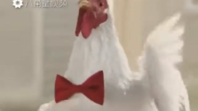 Что делают петухи когда нас нет дома?! смотреть онлайн