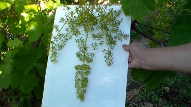 Результат опыления гроздей 2017 г смотреть онлайн