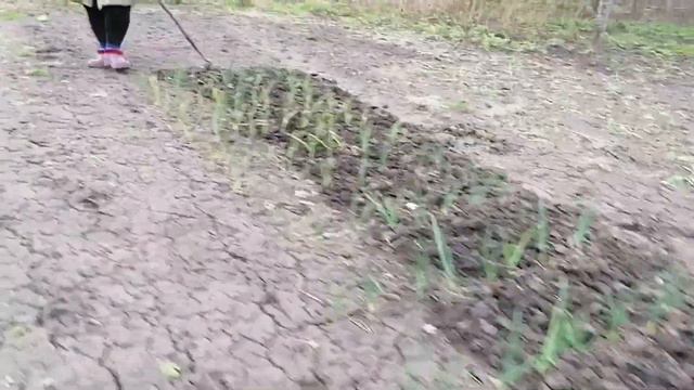 Продаётся дачный участок за смешную цену. смотреть онлайн