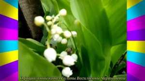 «Ландыши - светлого мая привет. Май, 2022.