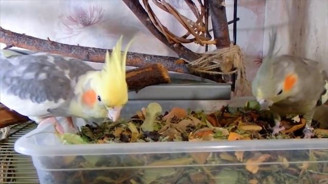 Любовь попугаев к копошилке. Новая копошилка попугаям. Что добавила нового. смотреть онлайн