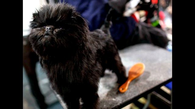 Аффенпинчер  Описание породы