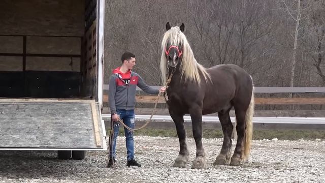 Targ Expozitional De Cai Rasnov, Brasov 18 Martie 2023 Nou!!!