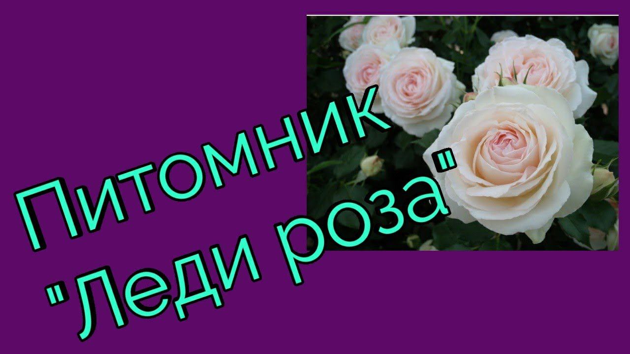 Питомник "Леди роза" Распаковка посылки смотреть онлайн
