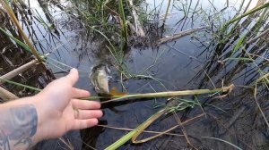 НАШ тейл-спинер ПЫЛЕСОСИТ ОКУНЯ. ТЕСТ ДРАЙВ НОВИНКИ