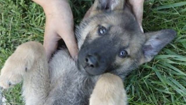 Мальчик спас волчонка, спустя несколько лет повзрослевший волк отплатил... смотреть онлайн