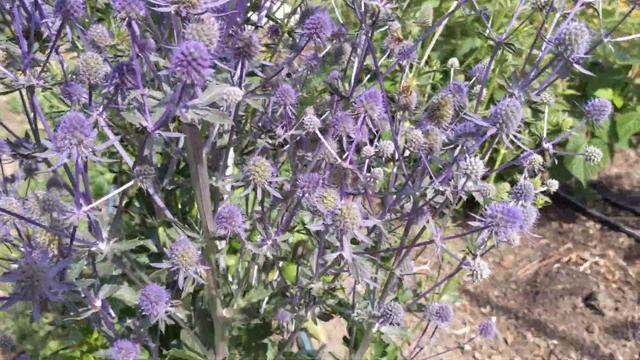 Sea Holly (Eryngium planum) смотреть онлайн