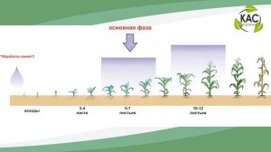 КАС АГРОХИМ -  Минеральные удобрение - кукуруза