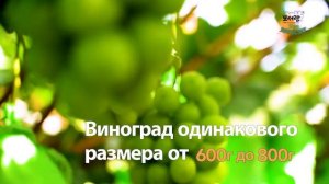 Корейский Виноград "Шайн Мускат"