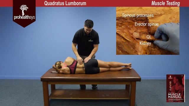 Quadratus Lumborum Muscle Test Vizniak смотреть онлайн