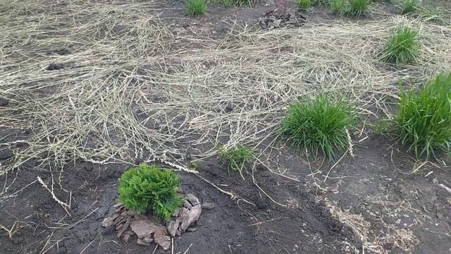 ОБЗОР ДАЧИ?ПРОШЛИ ГРОЗЫ И ЛИВНИ ?ЧТО С РАСТЕНИЯМИ?? смотреть онлайн