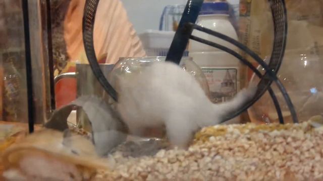 Хомячок бегает в колесе смотреть онлайн