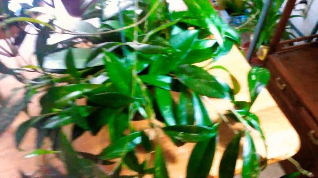 HOYA PUBLICALYX PINK SILVER❤ смотреть онлайн