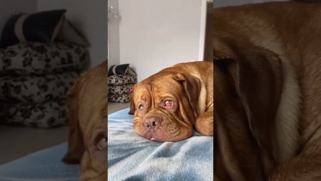 очень надежный охранник смотреть онлайн