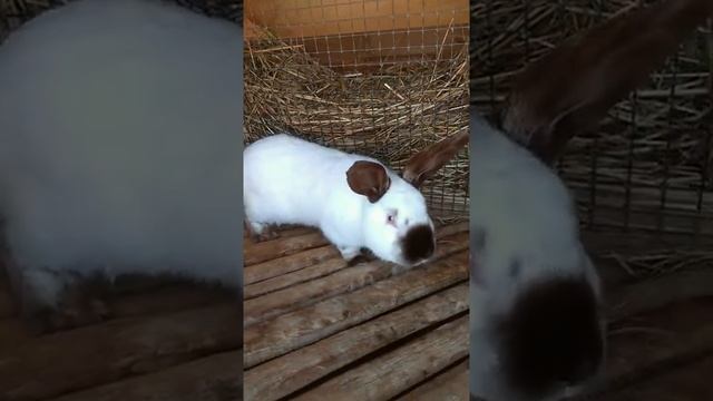 Нужна помощь зрителей!!!! Подбираем кличку для кролика. #Shorts смотреть онлайн