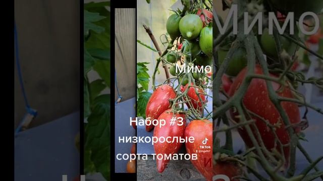 набор семян томатов #3. низкорослые урожайные томаты, для открытого и закрытого грунта. 12 пак-400р смотреть онлайн