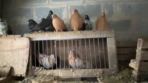 Бакинские мраморные голуби, бакинские чили. Немного николаевских голубей