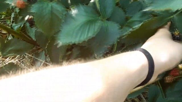 Ежевика Вошито - один из лучших сортов! Сорт-бомба! смотреть онлайн