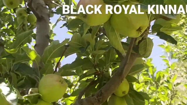 2023 Black Royel Apple Ropa KINNAUR смотреть онлайн
