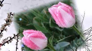 Оригинальнейшее исполнение мелодии... Маленький цветок.  Саксофон Альт