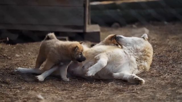 КУПИЛИ НОВЫЙ ТРАКТОР! ЖИЗНЬ В ДЕРЕВНЕ ИДЕТ В ГОРУ _ СКОЛЬКО ВСЕГО ЕЩЕ НУЖНО КУПИТЬ (720p).mp4 смотреть онлайн