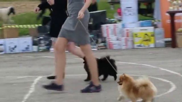 Всепородная выставка собак ранга САС-КЧФ г. Рязань , Померанский шпиц, Юниоры, JunCAC,CW, ЛЮ, ЛПП смотреть онлайн