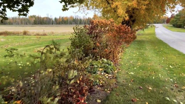 Hydrangea Grand Finale and Planting Next Season’s Crop - Hydrangea Update #5 смотреть онлайн