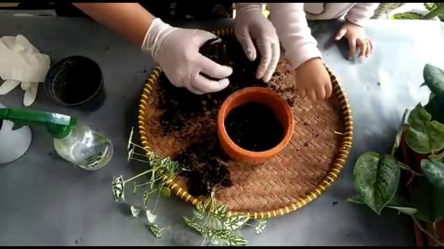 Repotting Caladium Humboldtii Mini White, Seri Repotting Mom And Daughter