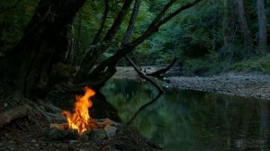 Как правильно пересадить бегонию после покупки?