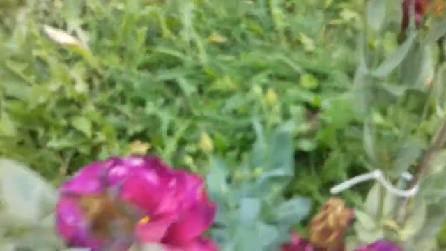 ЭУСТОМА цветение......... смотреть онлайн