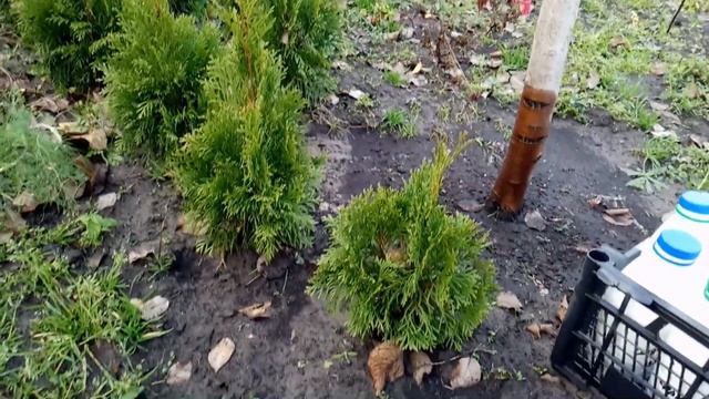 Обзор цветников №12/19 смотреть онлайн