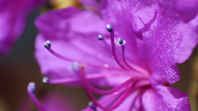 Багульник Забайкальский. 4k смотреть онлайн
