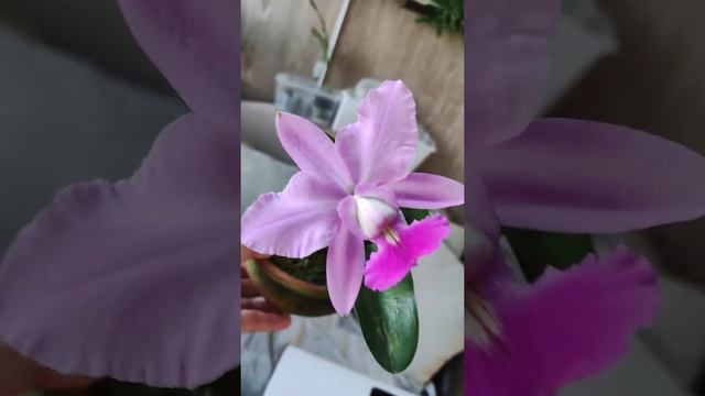 Cattleya Walkeriana.