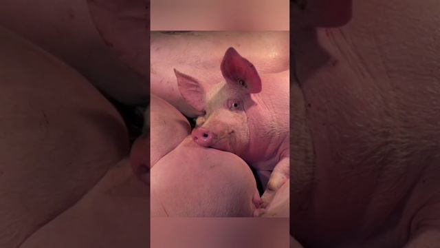 Хрюндель смотрит на меня, что-то хочет - знаю я ...👀 🐖😁 bayoun.ru #поросята #свиньи #приколы смотреть онлайн