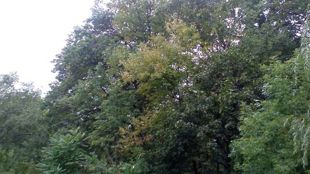 High Park Toronto Canada смотреть онлайн