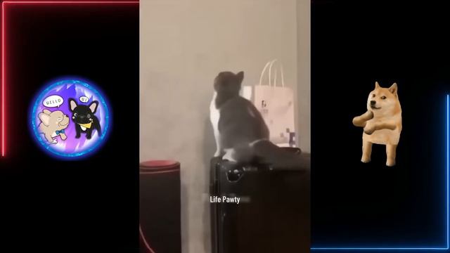 ПРИКОЛЫ ПРО КОТОВ 🤣 СМЕШНЫЕ КОШКИ 2023 😅 ПОПРОБУЙ НЕ ЗАСМЕЯТЬСЯ 😂ДО СЛЕЗ #4 смотреть онлайн