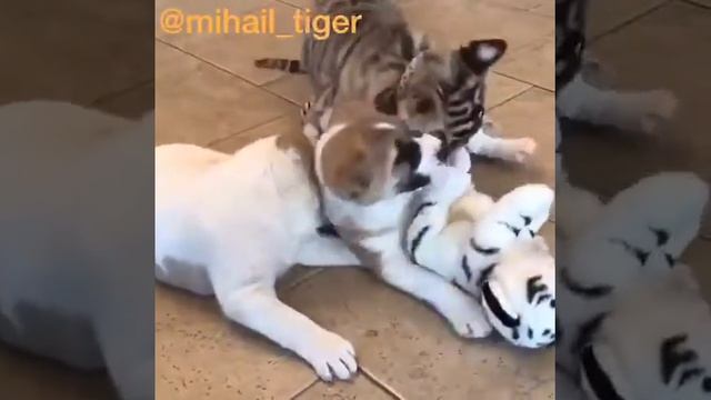 АЛАБАЙ ПРОТИВ ТИГРА 1 #Shorts смотреть онлайн