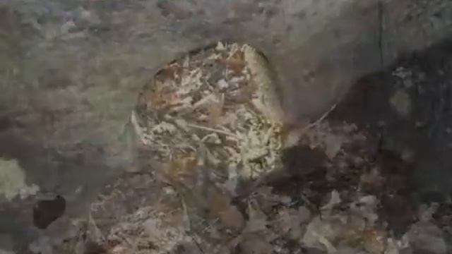 Дольмены Адигналово смотреть онлайн