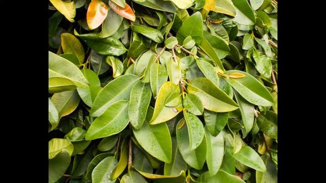 Фикус карликовый уход в домашних условиях Как пересадить карликовый фикус Фикус карликовый смотреть онлайн