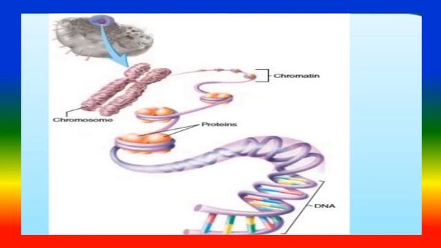 CELL STRUCTURE AND FUNCTIONS смотреть онлайн
