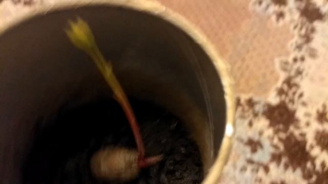 Как Вырастить дуб смотреть онлайн