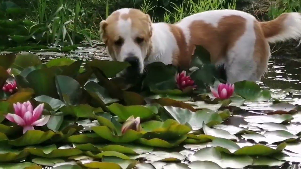 Водяной смотреть онлайн